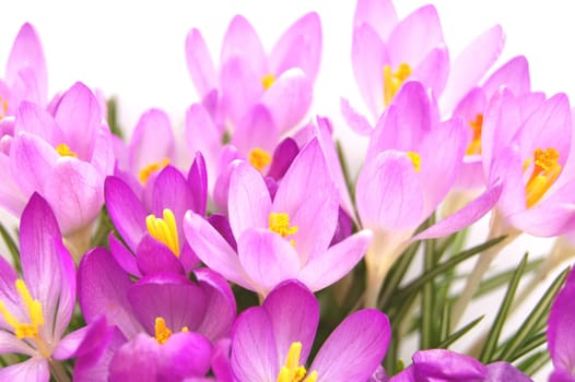 Crocus flowers