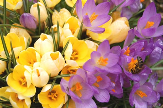 Crocus flowers