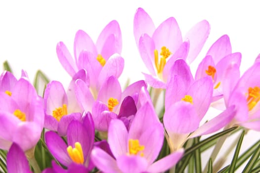 Crocus flowers