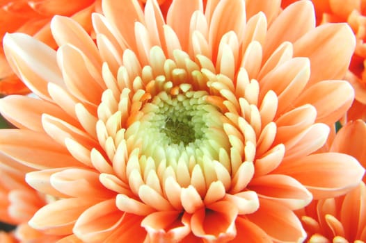 Closeup of chrysanthemum flowers
