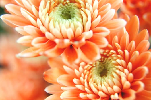 Closeup of chrysanthemum flowers