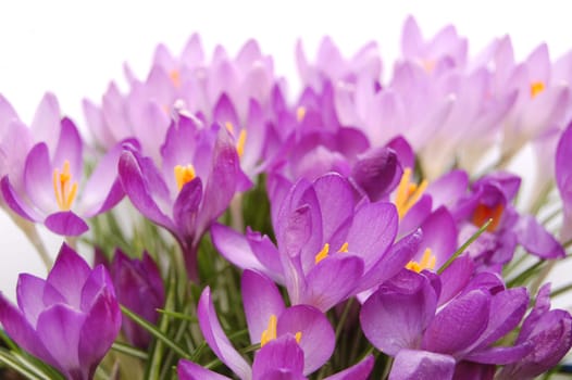 Crocus flowers