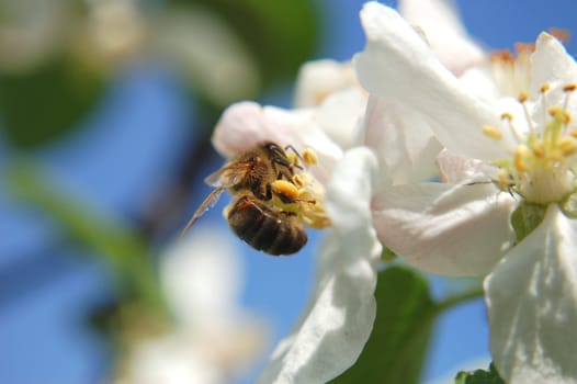 bee on apple flower