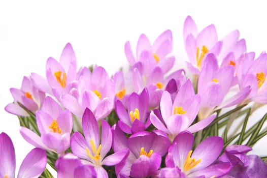 Crocus flowers