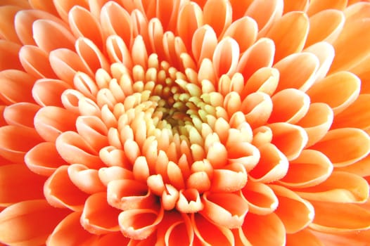 Closeup of chrysanthemum flowers