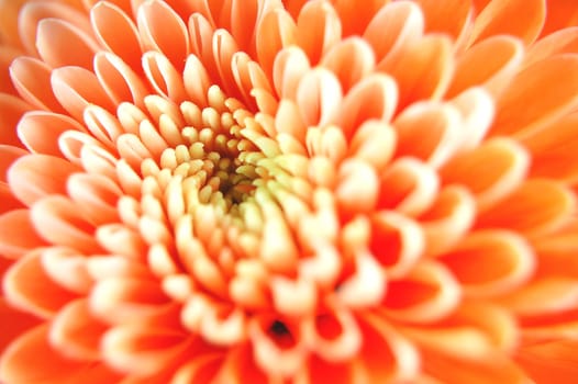 Closeup of chrysanthemum flowers