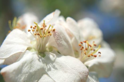 closeup of apple flowers