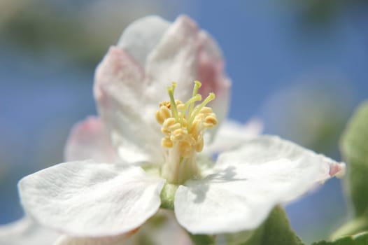 closeup of apple flowers