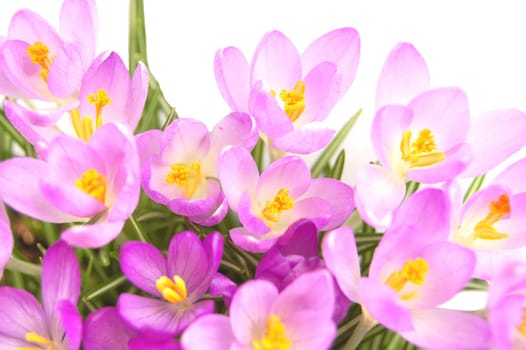 Crocus flowers