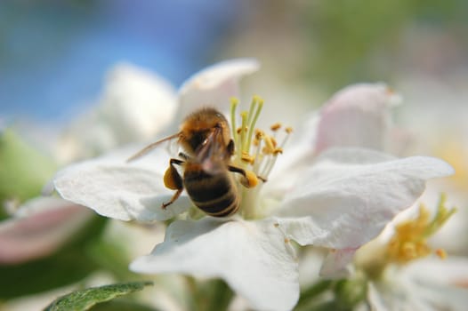 bee on apple flower