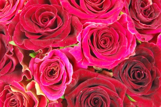 roses