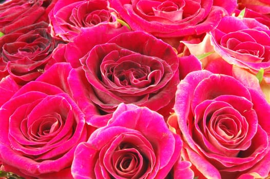 roses