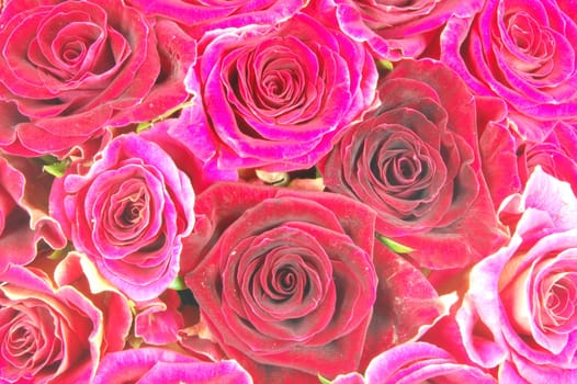 roses