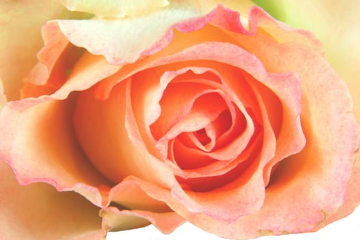 Close-up of a rose