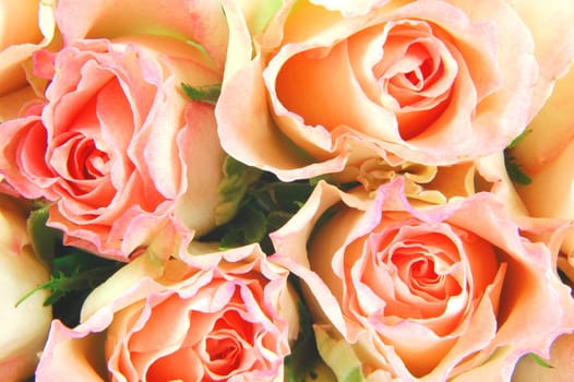 roses