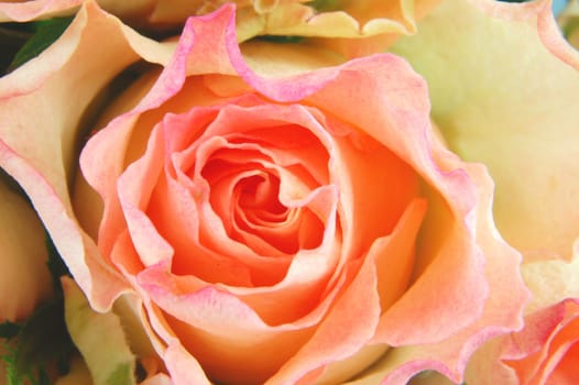 Close-up of a rose