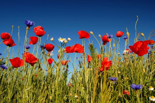 Wildflowers