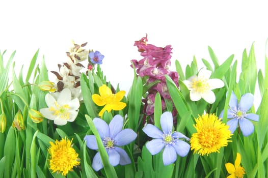 Spring forest meadow