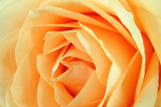 Close-up of a rose