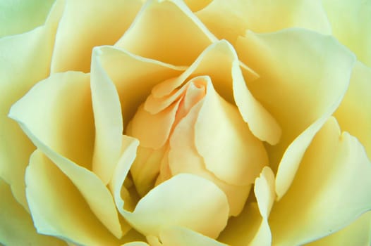 Close-up of a rose