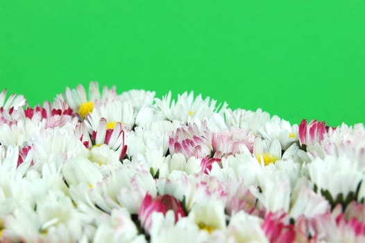 Daisy flowers on green background