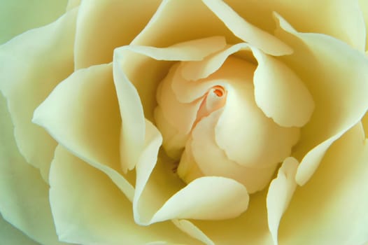Close-up of a rose