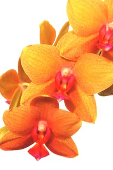 orchids