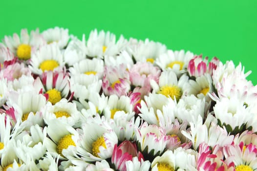Daisy flowers on green background
