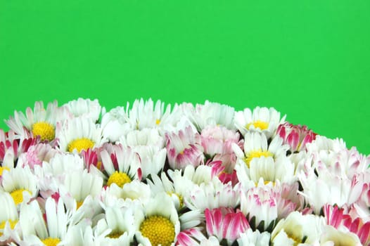 Daisy flowers on green background
