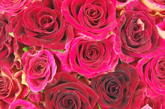 roses