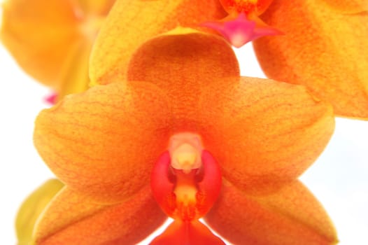 orchids