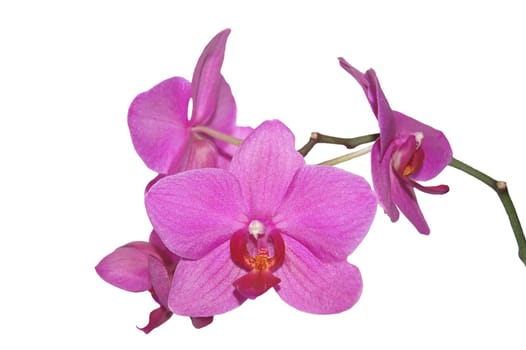 pink orchids