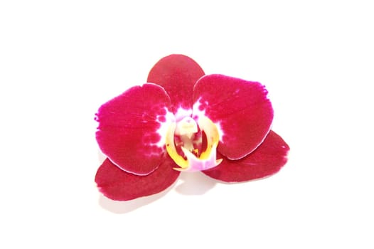 orchid flower
