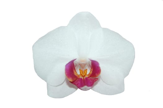 orchid flower