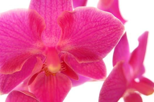 pink orchids