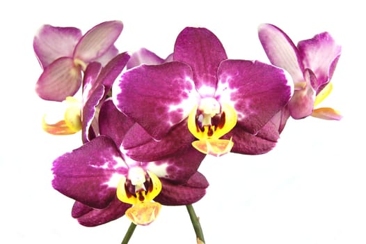pink orchids
