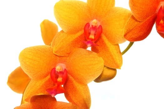 orchids