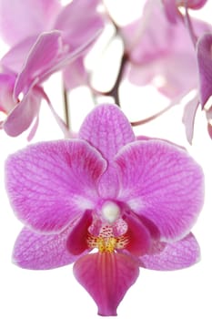 pink orchids