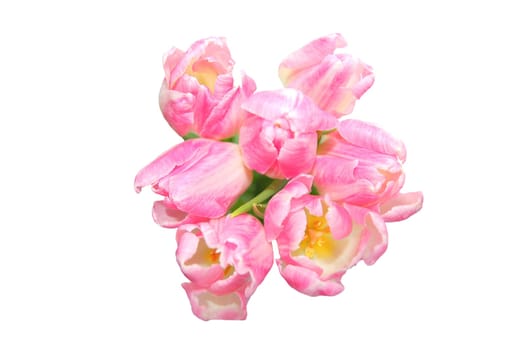 pink tulips