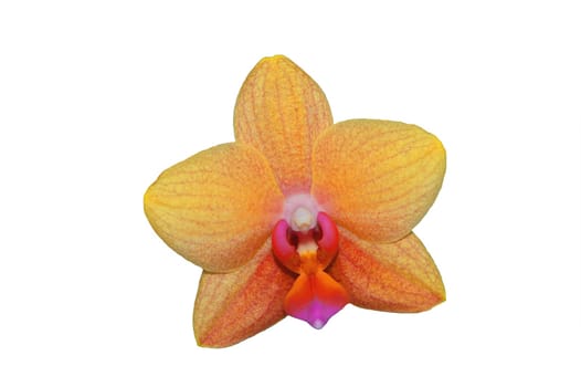 orchid flower