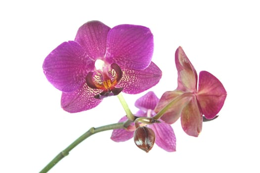 pink orchids