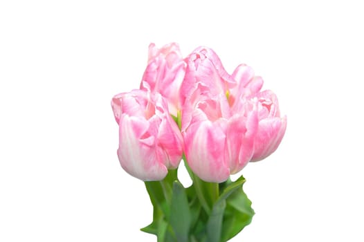 pink tulips