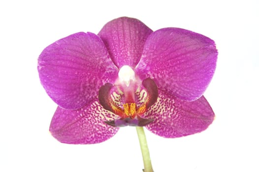 orchid flower