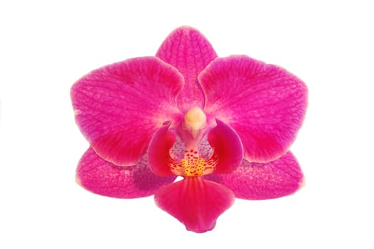 orchid flower