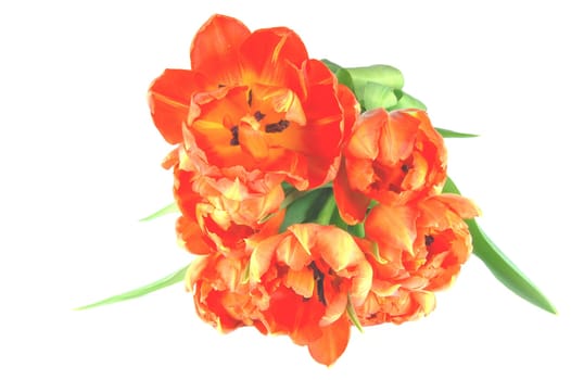 orange tulips