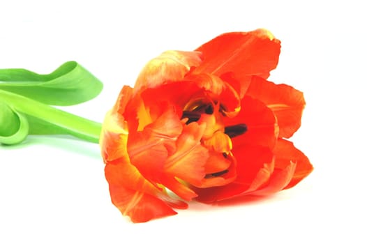 orange tulips