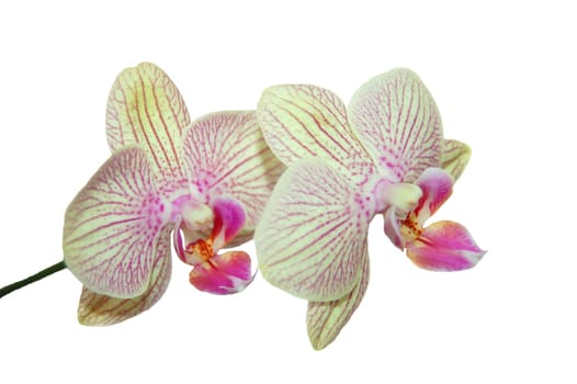 orchids