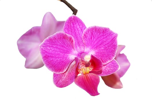 pink orchids