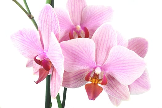 orchids