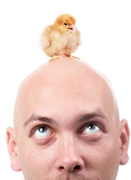 Portrait of bald man looking at chick placed on his head